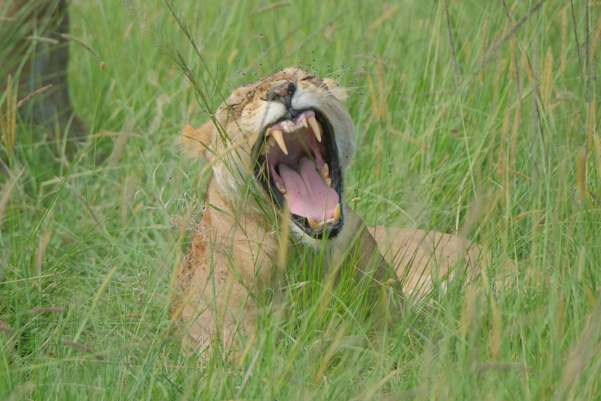 Maasai Mara National Reserve